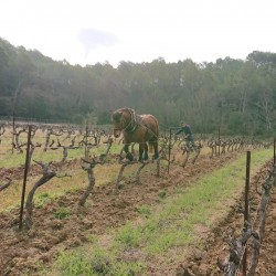 Vin Blanc - Côtes de Provence - Domaine Grasseou - Auprés de ma Blonde - Blanc 2024